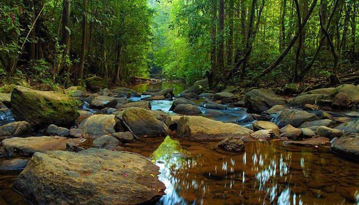 Sinharaja_Rain_Forest